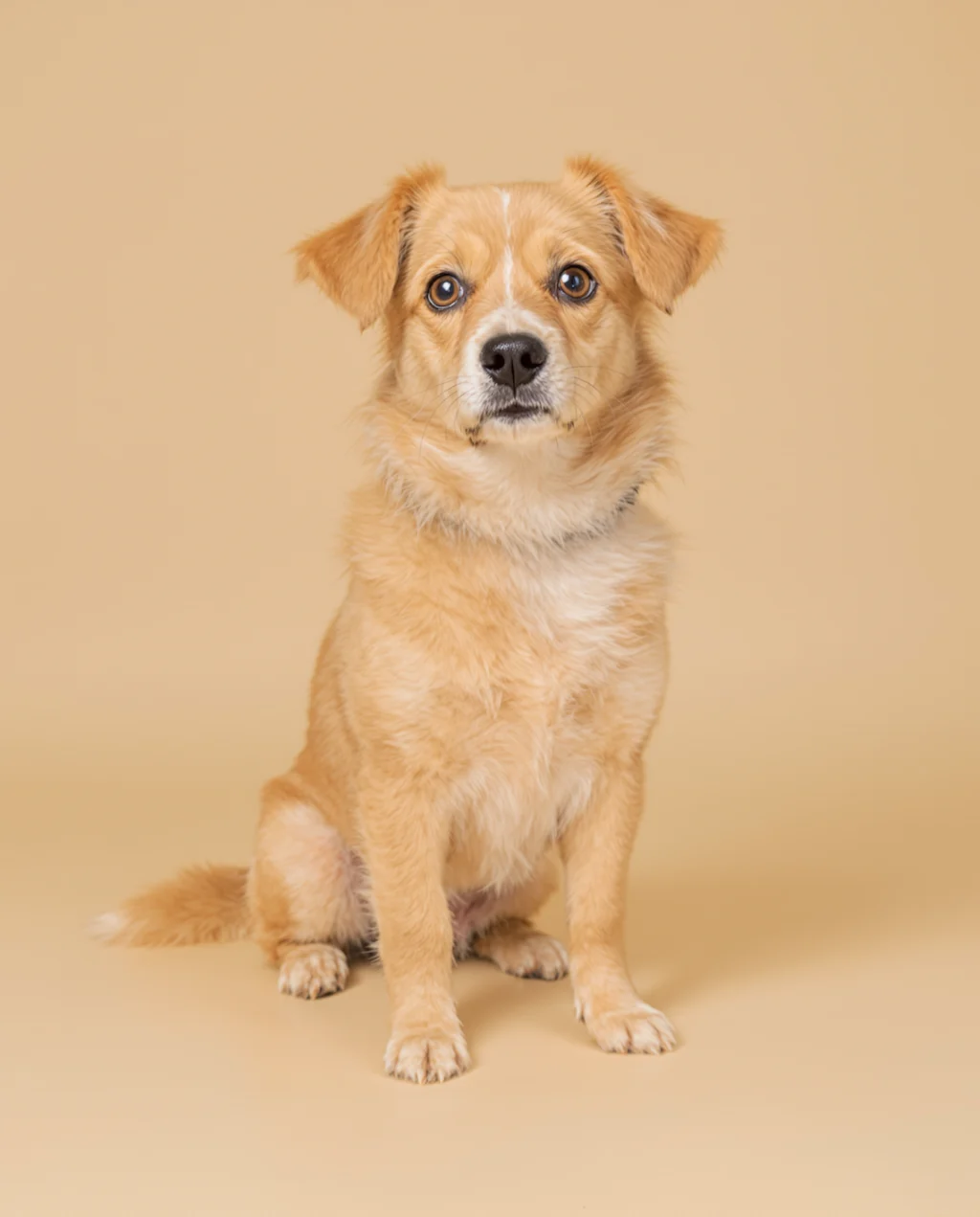 GHIBSKY Illustration AI-generated image prompt example